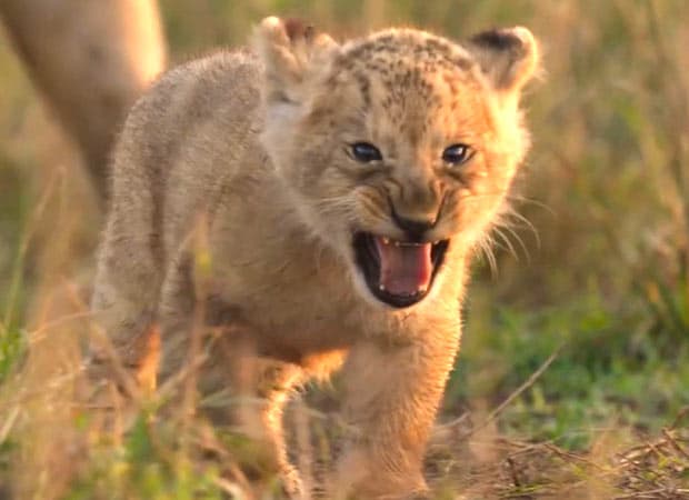 Jon Favreau’s LION to light up India; premiere on National Geographic India August 27